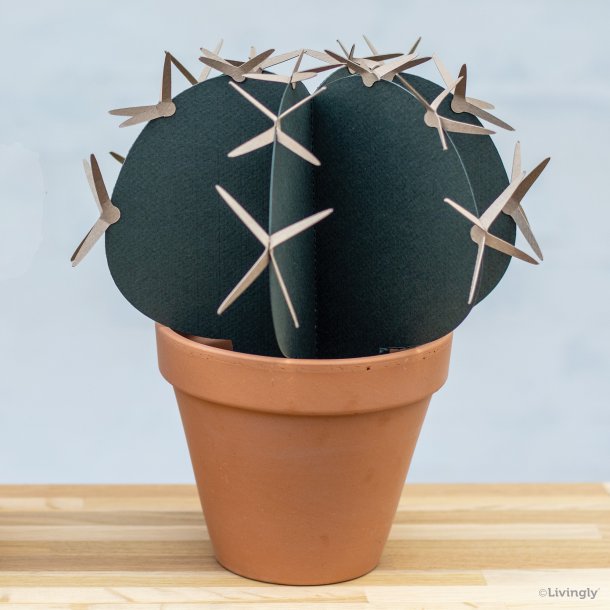 Kaktus med pigge, lille